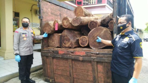 POLRES BLORA RINGKUS 2 PELAKU ILLEGAL LOGGING DI JAPAH