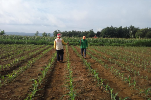 INI HARAPAN PETANI BLORA DI HARI ULANG TAHUN REPUBLIK INDONESIA KE 76