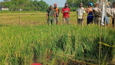 HEBOH! PENEMUAN MAYAT DI SAWAH BALUN