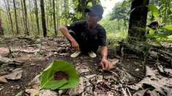 BERBURU RUPIAH DI HUTAN BLORA: MUSIM UNGKER JADI LADANG REZEKI WARGA