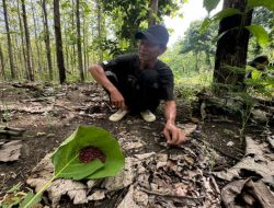 BERBURU RUPIAH DI HUTAN BLORA: MUSIM UNGKER JADI LADANG REZEKI WARGA